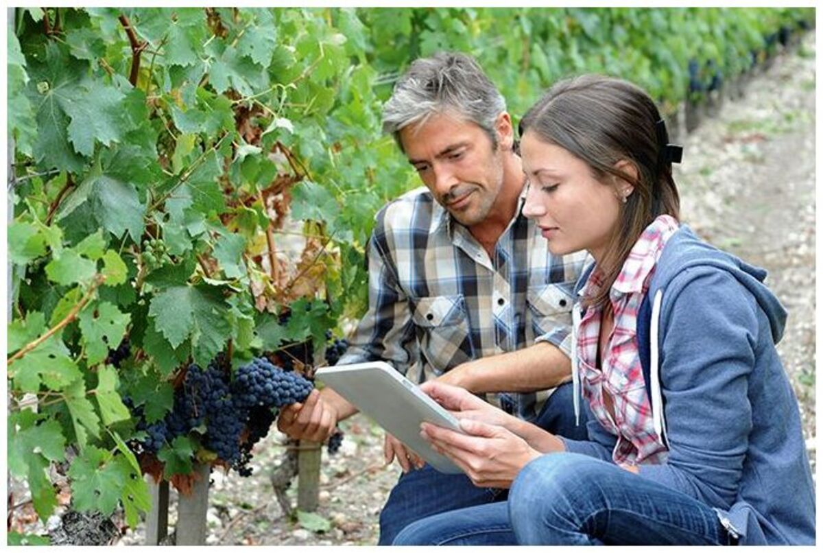 revenu passif investissement vignes